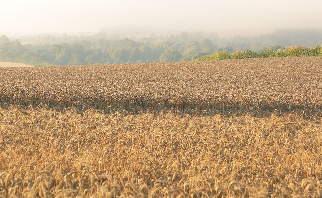 Agricultural Powerhouse Heading For Sustainable Agriculture France 