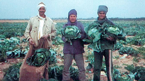 Harvested cabbages
